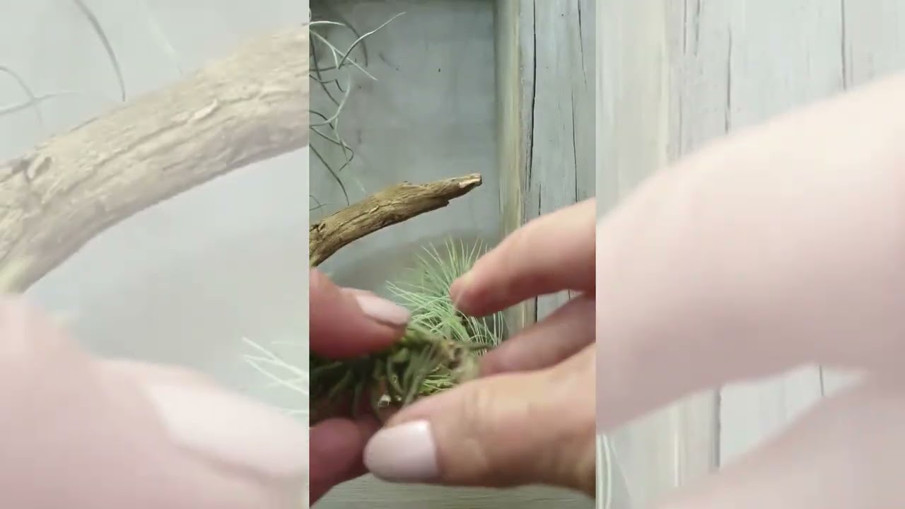 Air Plants Made Easy: How to Attach Them with Elastic Bands