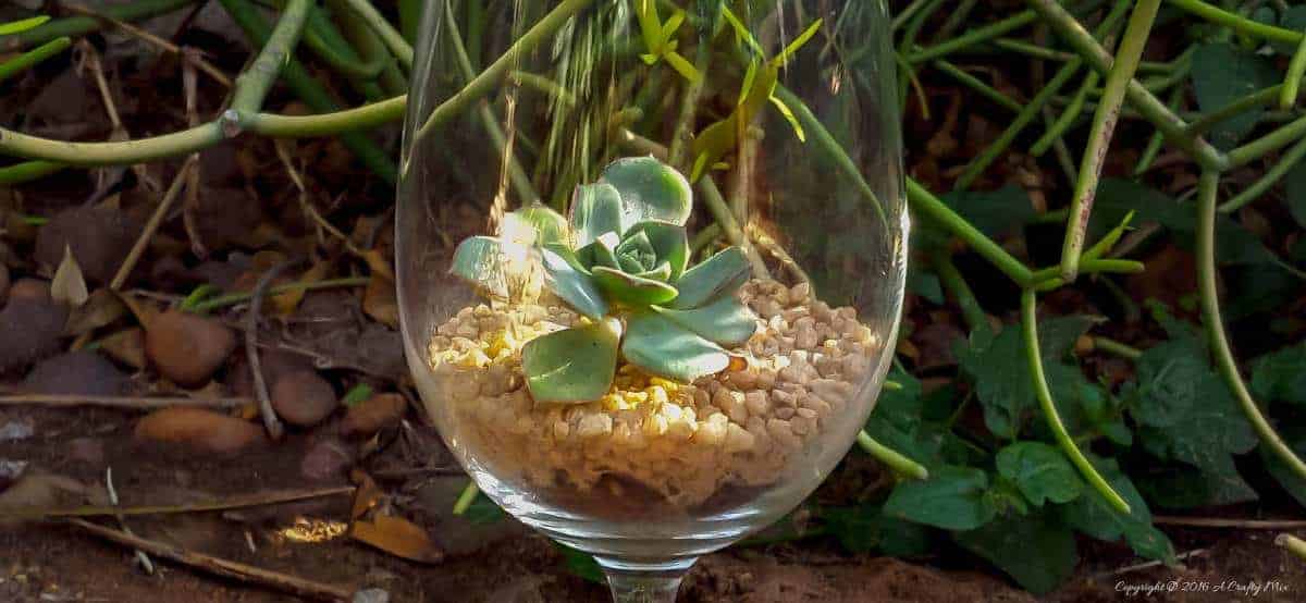 A succulent cactus in a wine glass - easy gifts that last