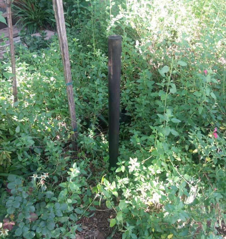 Plant the spike in the garden