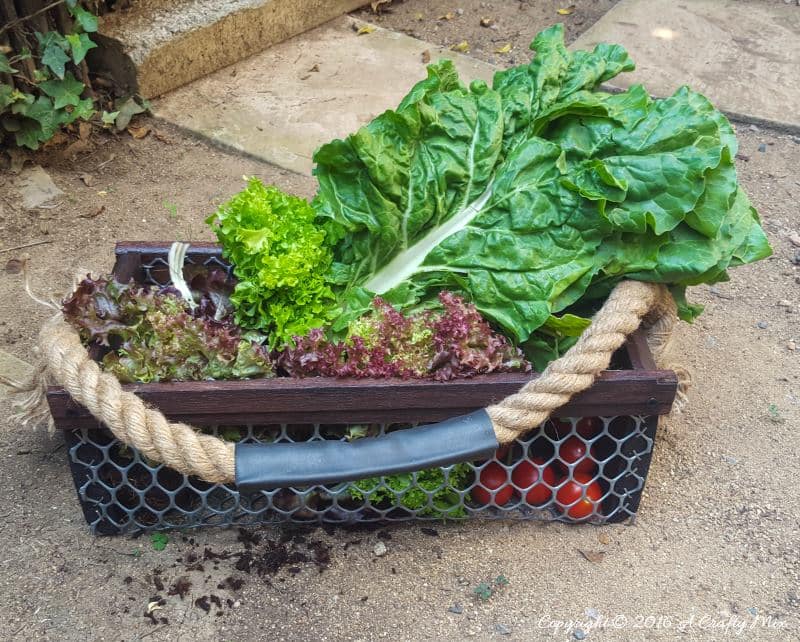 Freshly harvested veggies in a  DIY harvesting basket. This easy to make idea only takes an hour to put together and uses pallet scraps and bicycle inner. #ACraftyMix