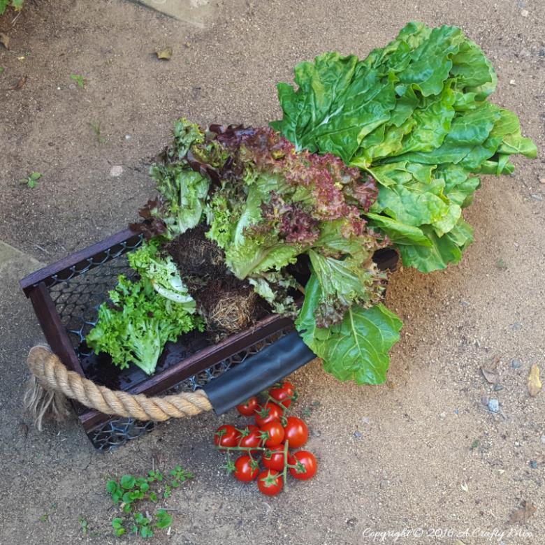 Freshly harvested veggies in a DIY harvesting basket. This easy to make idea only takes an hour to put together and uses pallet scraps and bicycle inner. #ACraftyMix