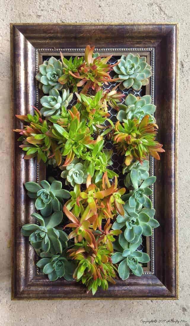 Re-purpose an old plastic picture frame and create a beautiful vertical garden. Perfect for small spaces
