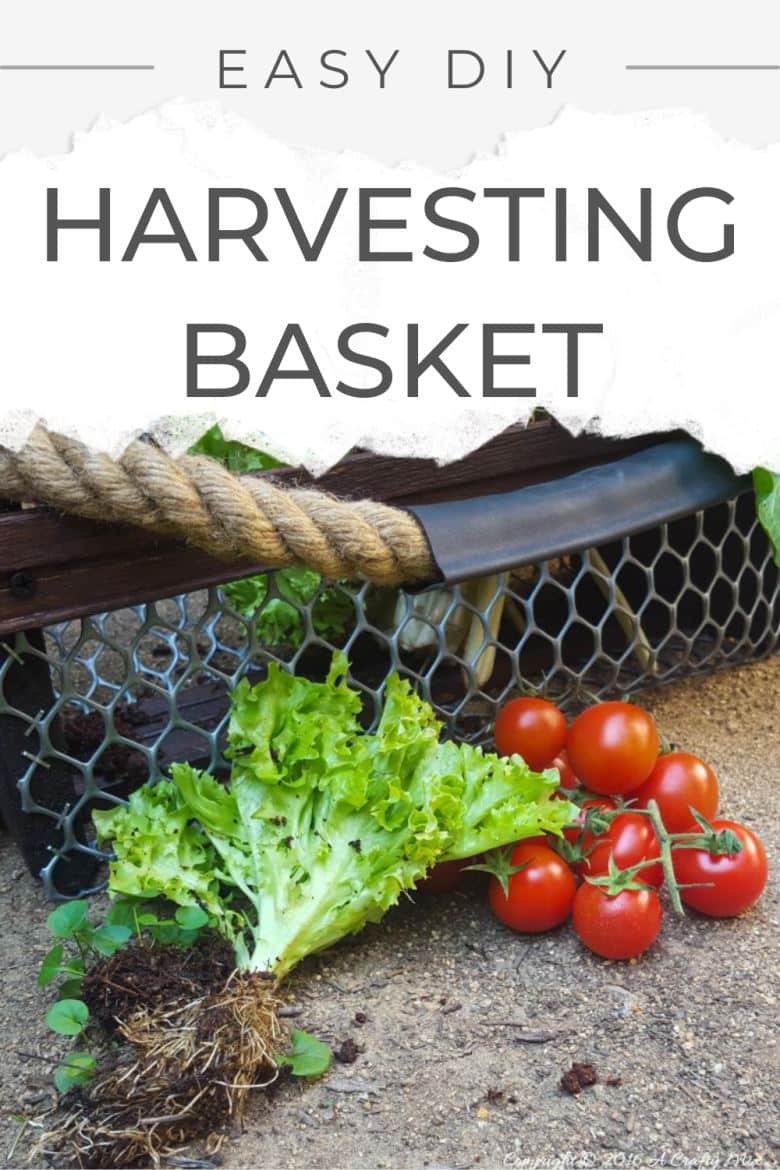 Freshly harvested veggies in a DIY harvesting basket. This easy to make idea only takes an hour to put together and uses pallet scraps and bicycle inner. #ACraftyMix