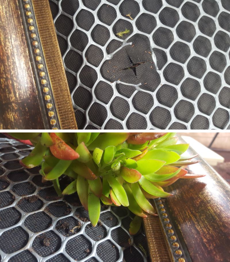Planting the succulents