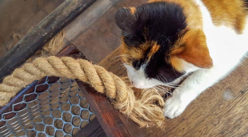 Tie a large knot on one end of the sisal rope and screw it into the side of the harvesting basket