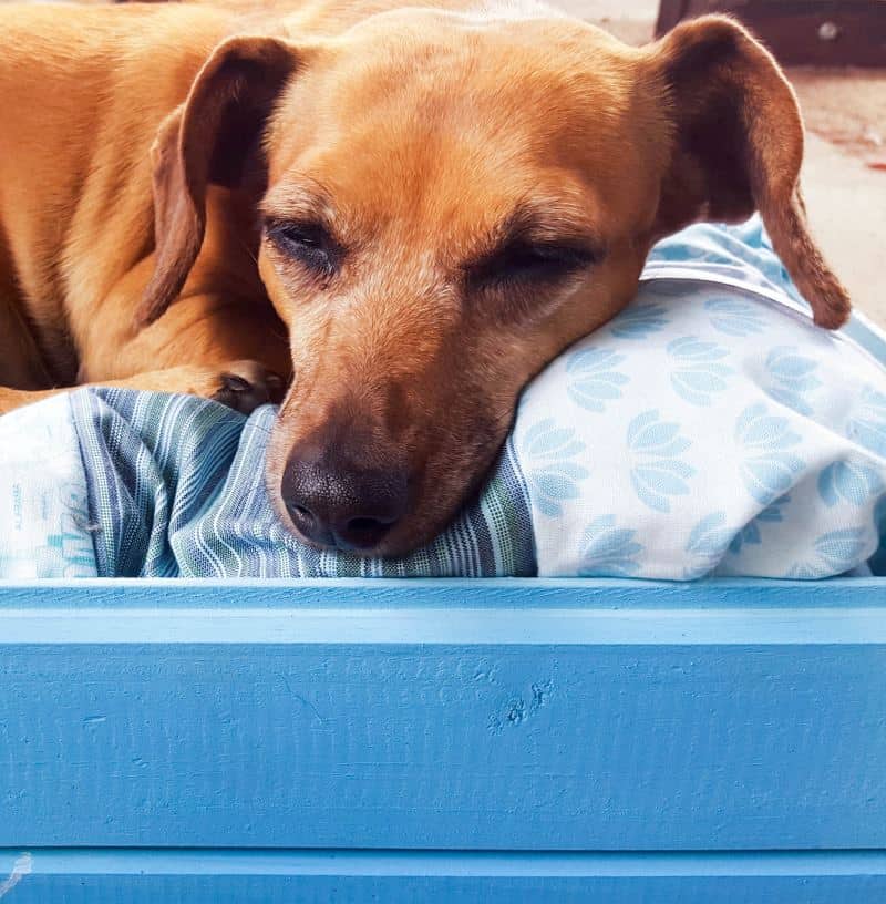 How to make a pool noodle bed for your fur baby. Easy tutorial. #PoolNoodle #PetBed #ACraftyMix #Repurpose