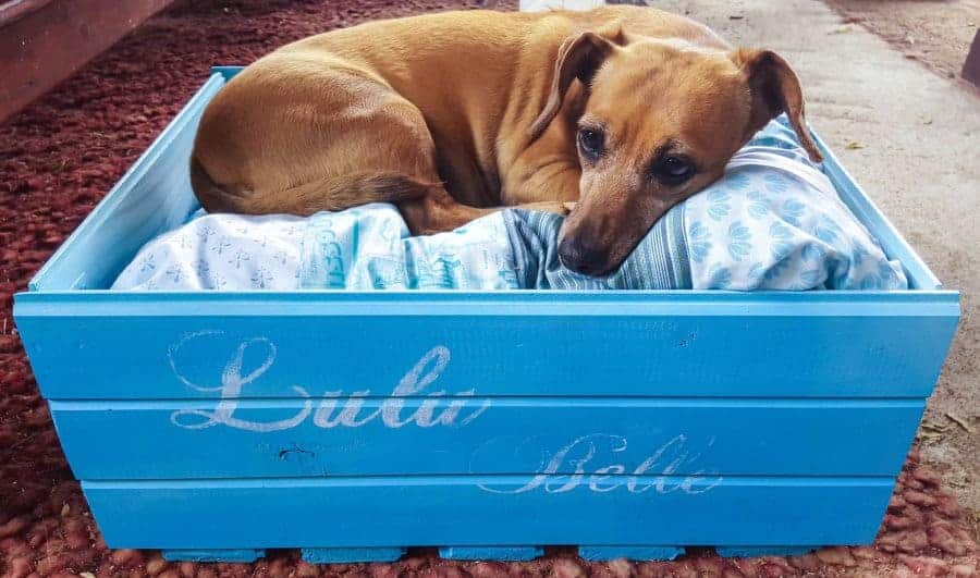 How to make a pool noodle bed for your fur baby. Easy tutorial. #PoolNoodle #PetBed #ACraftyMix #Repurpose