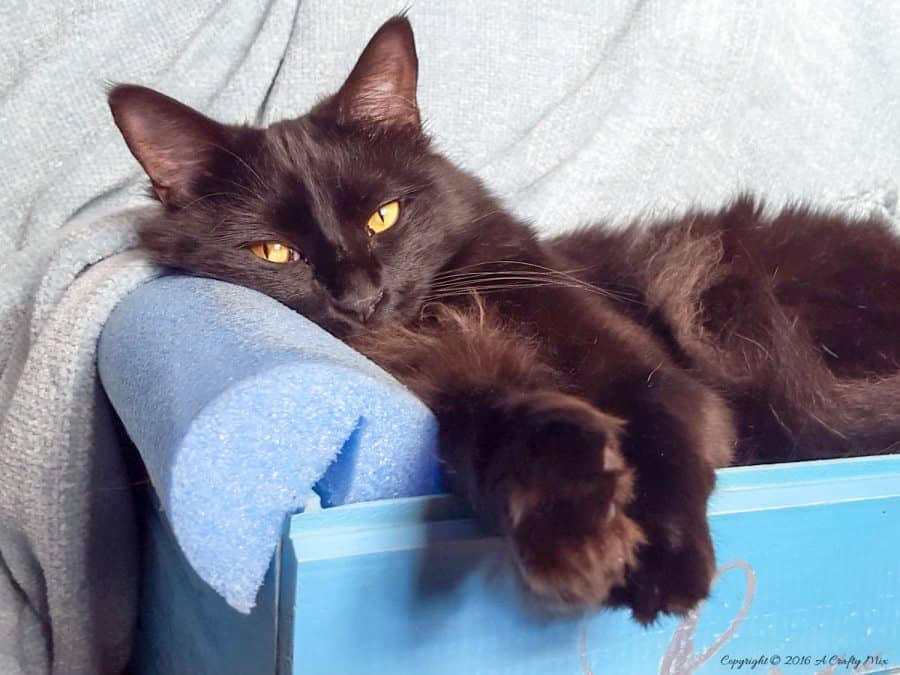 How to make a pool noodle bed for your fur baby. Easy tutorial. #PoolNoodle #PetBed #ACraftyMix #Repurpose