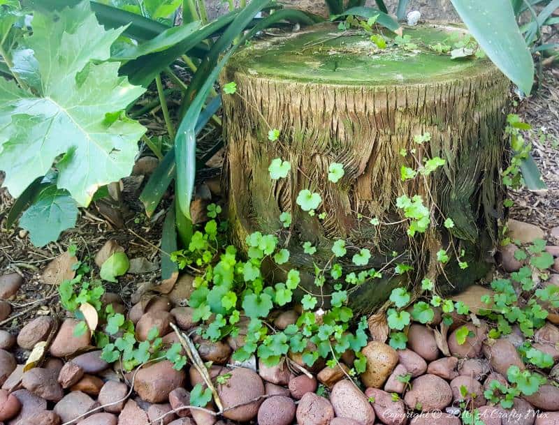 A moss covered stump and delicate creeper