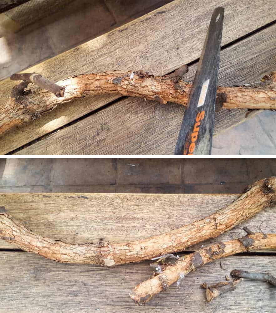 remove the side branches #DIYHomeDecor #Branchtowelrack #branchrepurpose #DIYTutorial #DIYBathroomdecor  #Acraftymix
