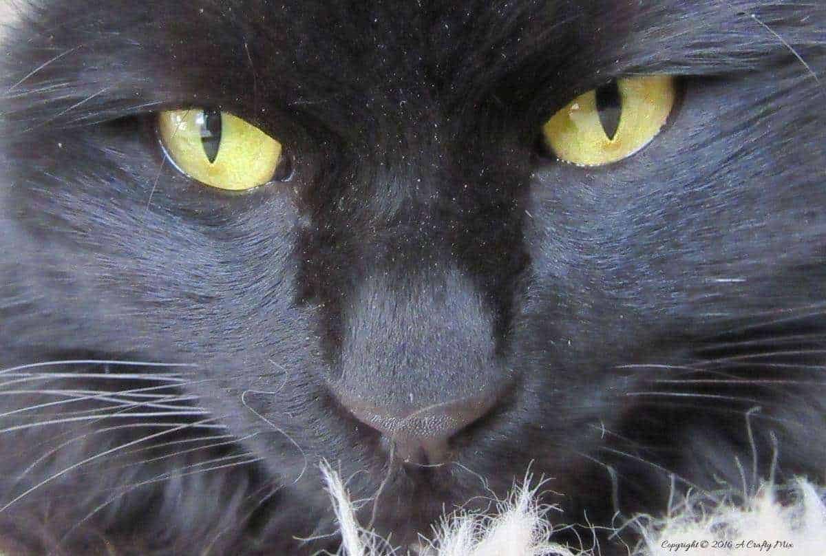 Merlin's gorgeous eyes