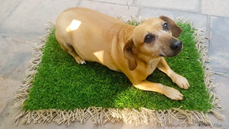 Even Lulu loves our new DIY AstroTurf doormat. Quick and easy DIY #DIYDoormat #CustomDoorMat #ACRaftyMix #OutdoorDoorMat #AstroTurfDoormat #DoormatTutorial