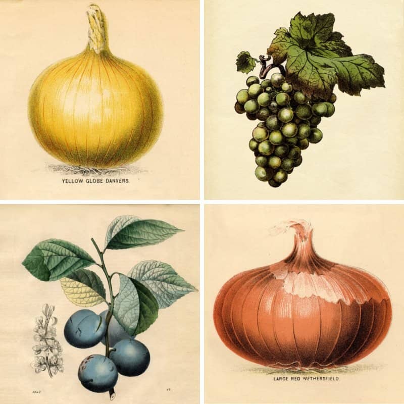 A collection of fruit images sourced from the Graphics Fairy