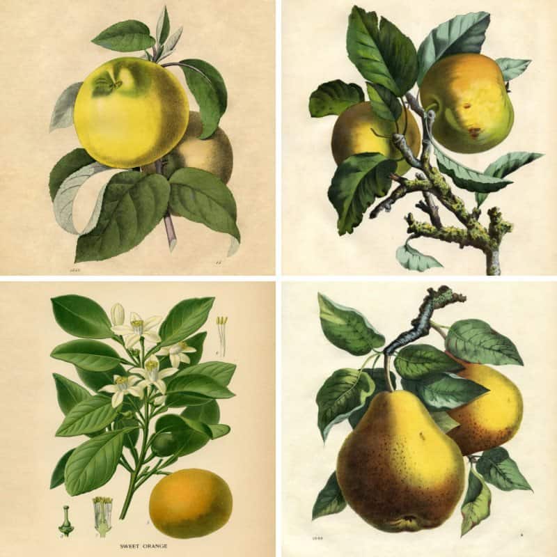 A collection of fruit images sourced from the Graphics Fairy