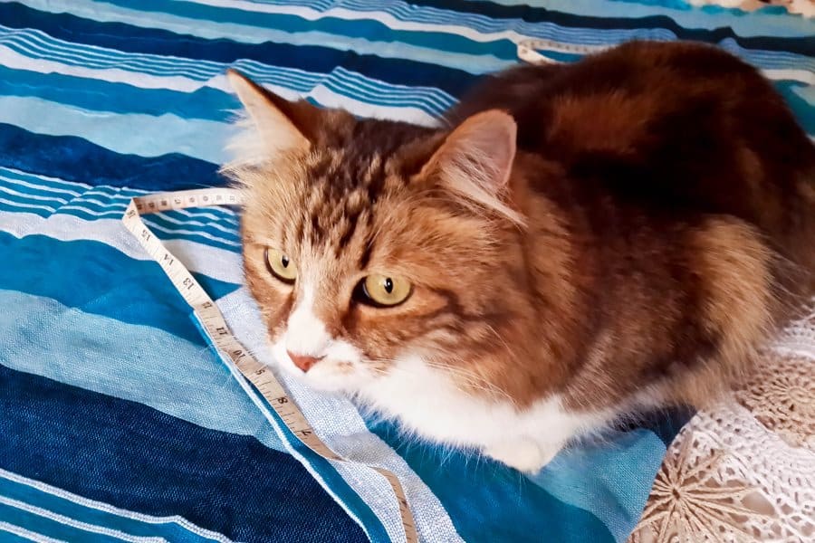 Purr baby photo bomb #HammockDIY #ThrowRepurose #ACraftyMix #SummerTime #EasyDIYTutorial
