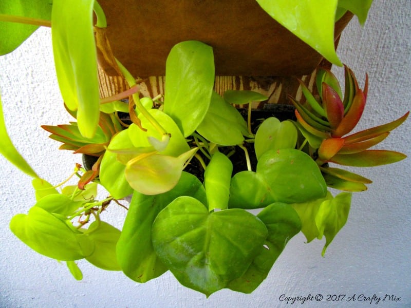 Calling all thrifty biophiliacs. This gorgeous vertical planter is made from empty DVD cases. Quick to make in just a few easy steps, this affordable DIY project makes the perfect gift for the plant-lover in your life and looks great hanging on the wall or propped up on a bookshelf.