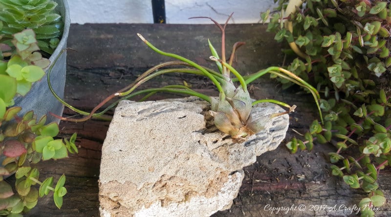 One of our Tillandsias ready for hanging in the garden
