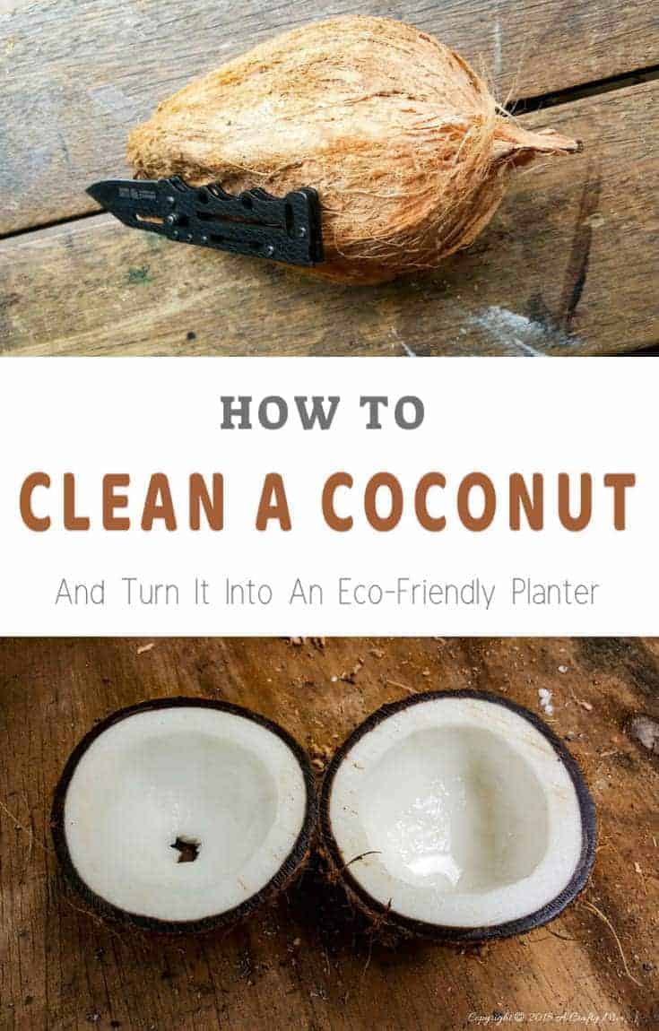 Cleaning a coconut doesn't have to be difficult and that make the most beautiful eco-friendly planters#DIYPlanters #Ecofriendly #Coconuts #DIYWeddingDecor