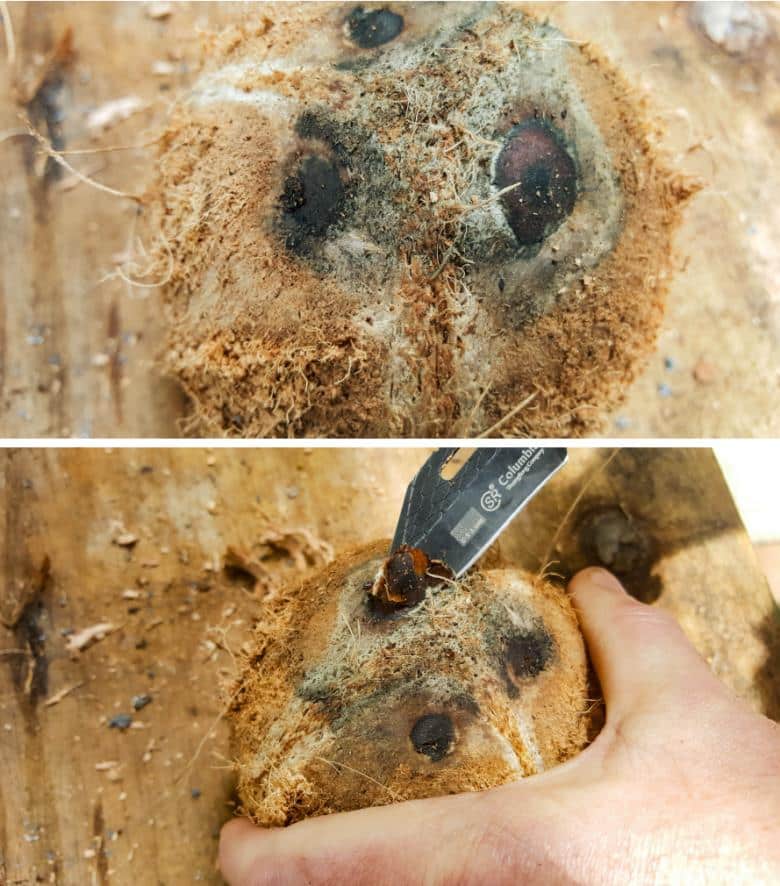 Look for the soft indent and remove it with a knife