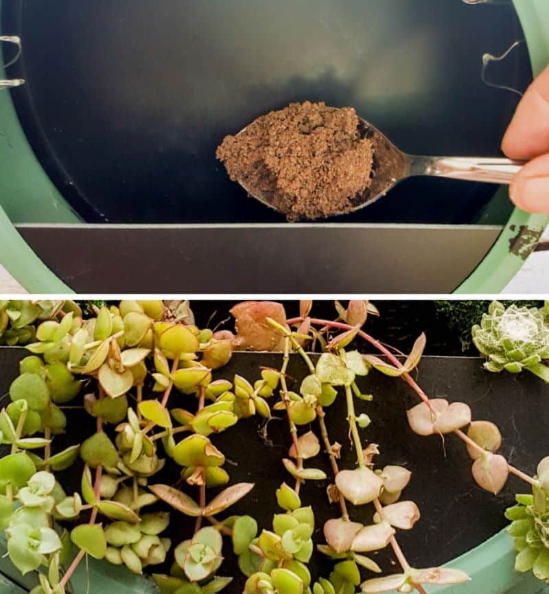 Add soil and small plants to the clock