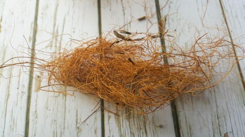 A small bundle of coconut fibre