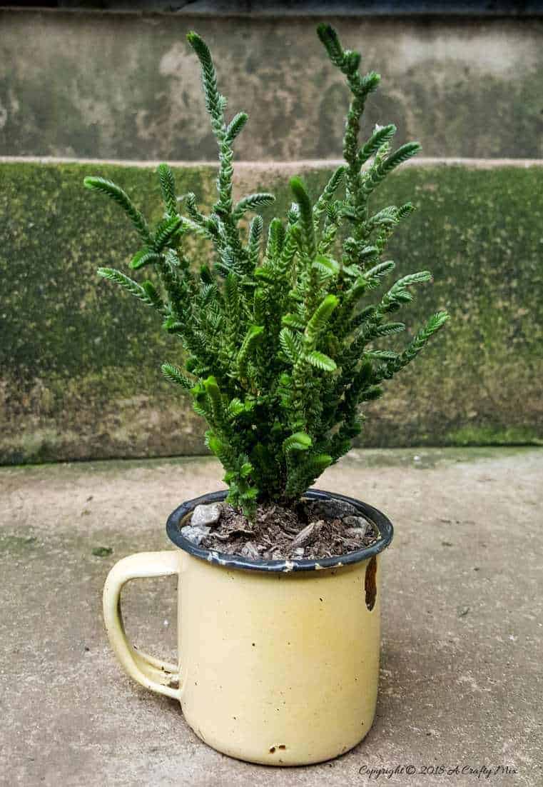 Know your succulents. Easy tips for growing, identifying and propagating succulents and cacti