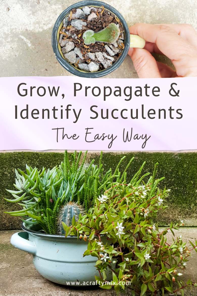Know your succulents. Easy tips & tricks for growing, identifying and propagating succulents and cacti #ACraftyMix