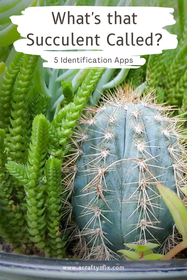 5 Apps that will help you identify and grow succulents. We also share a whole bunch of tips on how to propagate and care for them #ACraftyMix
