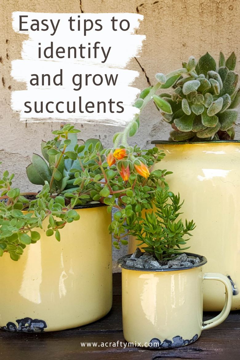 Know your succulents. Easy tips for growing, identifying and propagating succulents and cacti #ACraftyMix