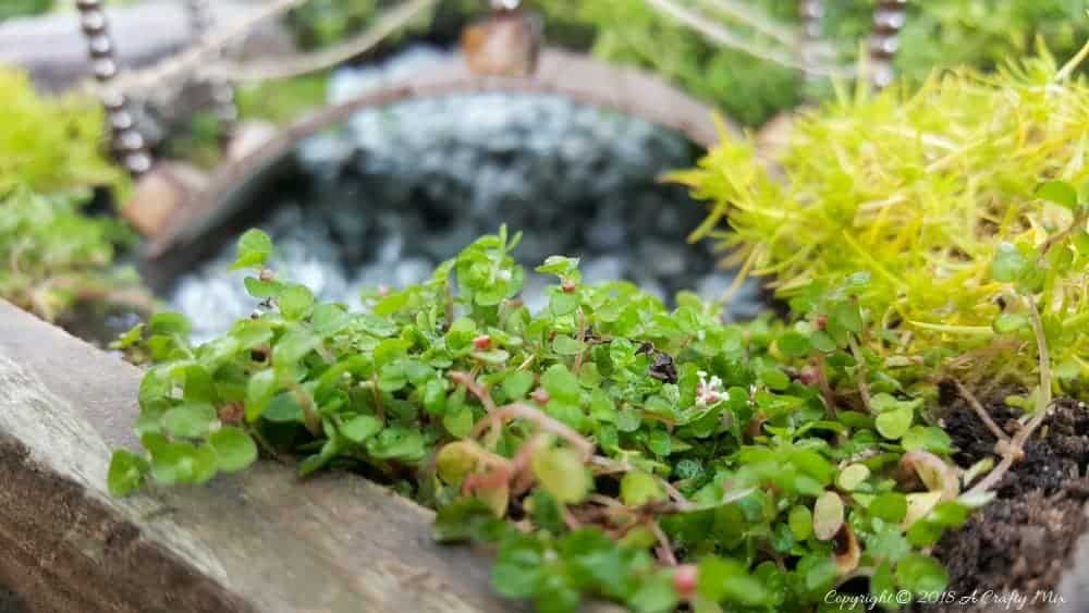 View under the fairy bridge with miniature plants in the foreground
