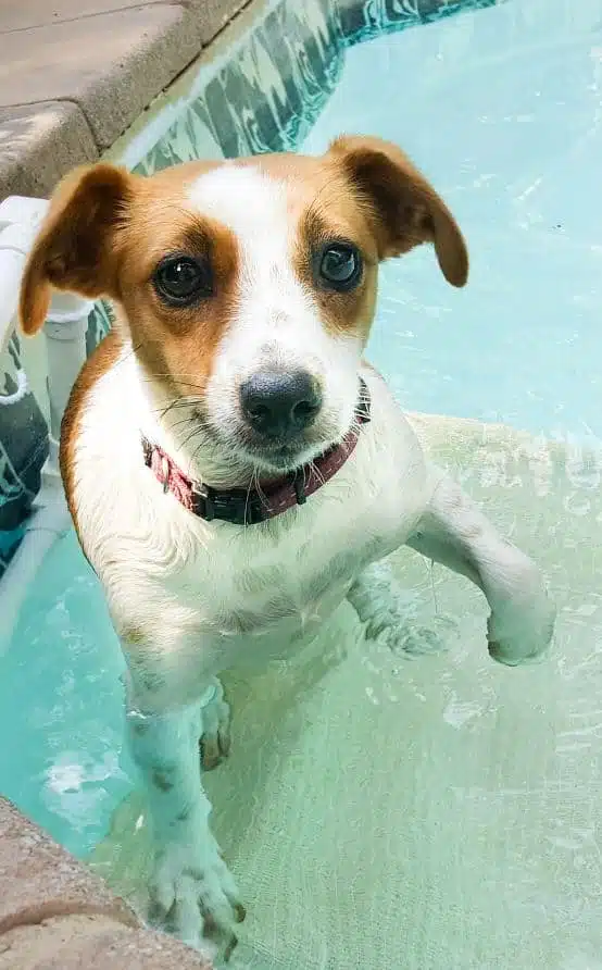 Don’t let them drown. Make your own dog pool ramp out of an inexpensive PVC pipe and keep your fur baby safe. #PoolRamp #SwimmingPoolDIY, #Dogramp, #PetWaterSafety
