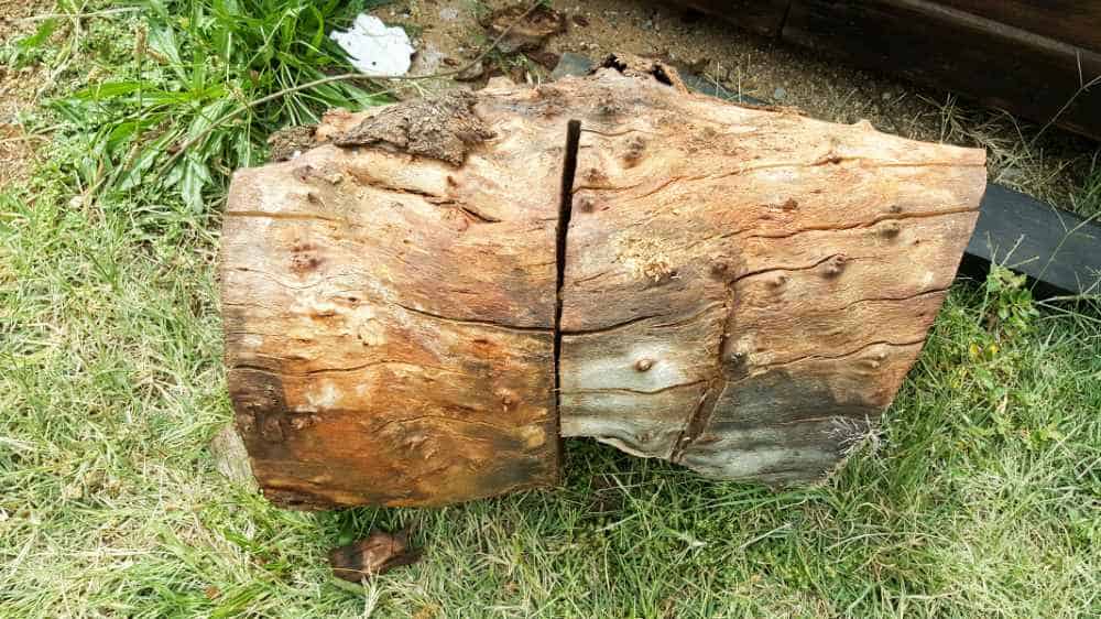 The raw materials that get used to make wooden stools on the side of the road in South Africa #streetartists #SouthAfrica #Woodenstool