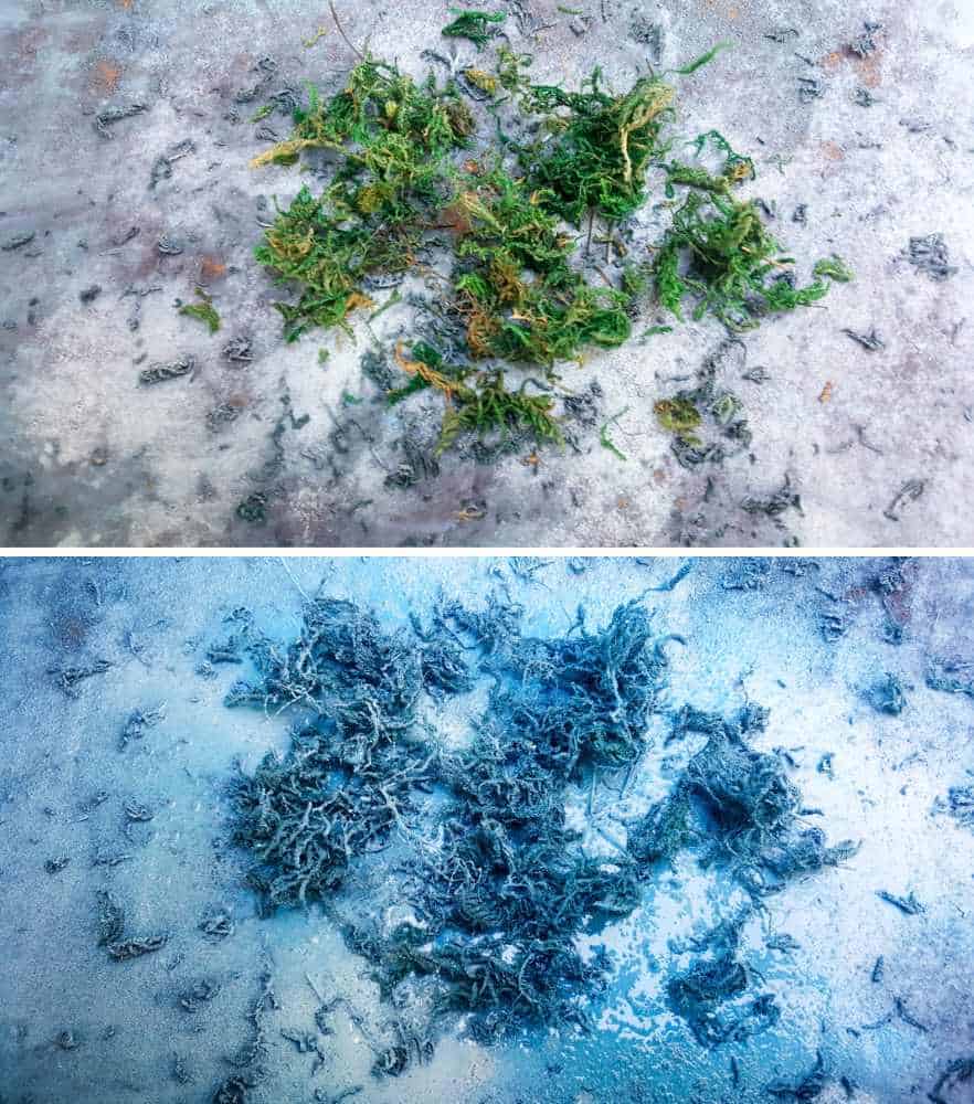 Coloring moss with spray paint #FairyGarden #FairyScape #FairyTutorial #ACraftyMix #CraftTutorial #FairyCraft