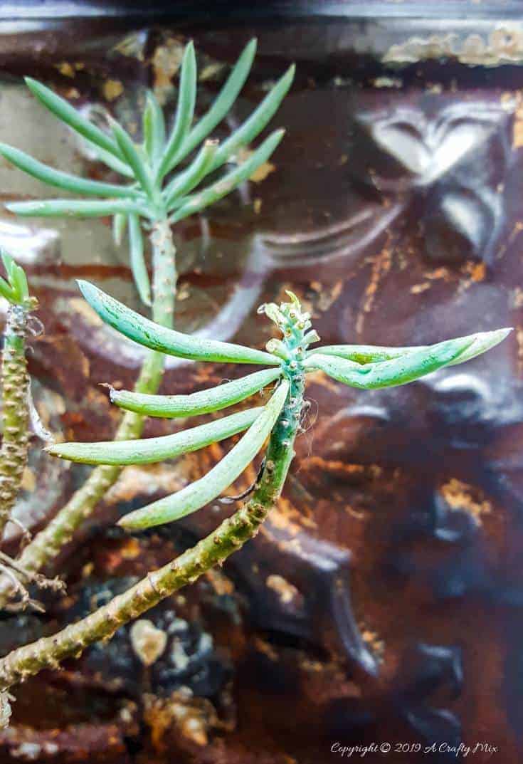 How to makeover an old plant stand using ceiling rusty tin ceiling tiles. Includes 3 ways to clean and prepare the tiles for craft projects #tinceilingideas #tinceilinghomedecor #tinceilingtilesrepurposed #plantstandideas #ACraftyMix