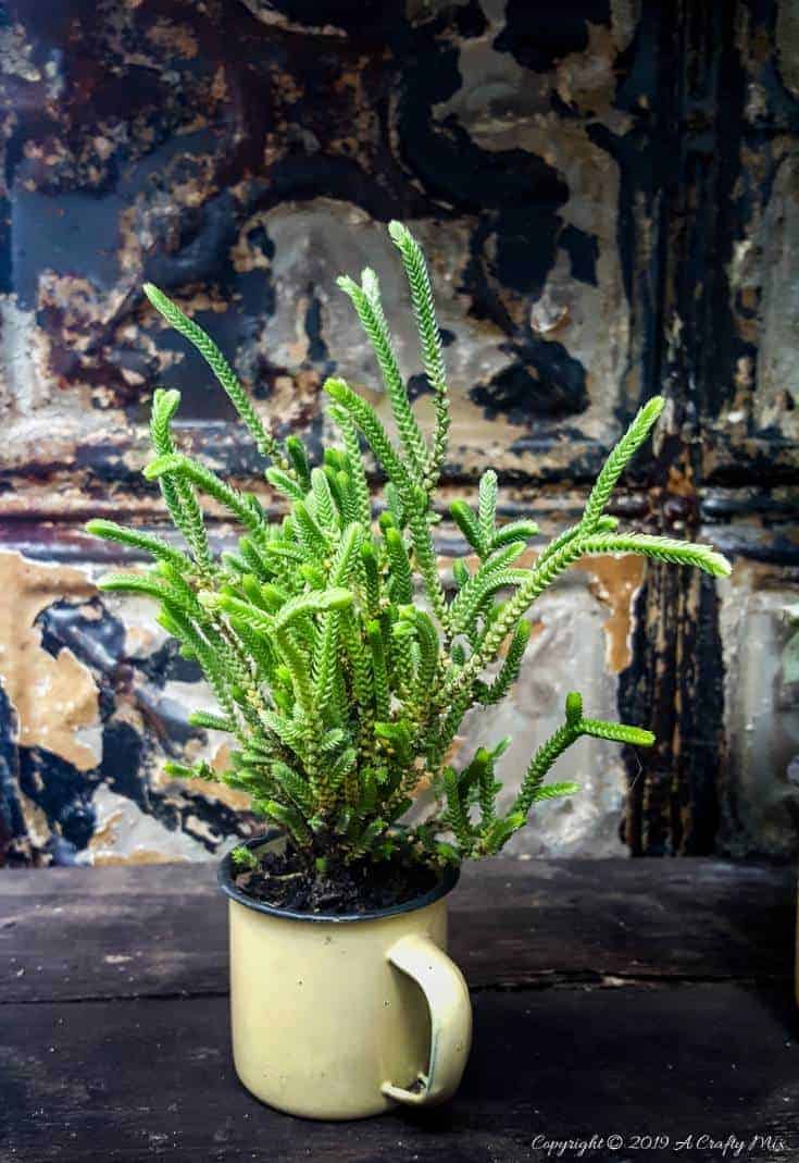 How to makeover an old plant stand using ceiling rusty tin ceiling tiles. Includes 3 ways to clean and prepare the tiles for craft projects #tinceilingideas #tinceilinghomedecor #tinceilingtilesrepurposed #plantstandideas #ACraftyMix