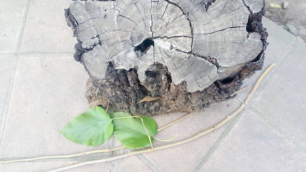 What you need to make the succulent tree stump planter and arch for the fairy swing. #treestumpplanter #DIYplanter #fairyswing #DIYTutorial #FairyGardens #SucculentPlanter #HowTo #ACraftyMix