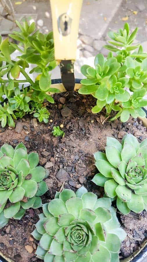 Add the succulents or any other plant to the bowl. Come see how to make your own #SucculentPlanter #FloatingTeapot #ACraftyMix #DIYTutorial #ForkRepurpose #CrazyCrafts
