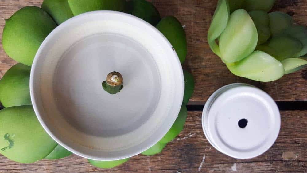 Glue the faux succulents in the hole you made earlier. #masonjarcanisters #masonjarcanisterset #kichendecor #masonjar #masonjarcrafts #bathroomdecor #homedecor #rustic #farmhouse #succulent #storage #acraftymix