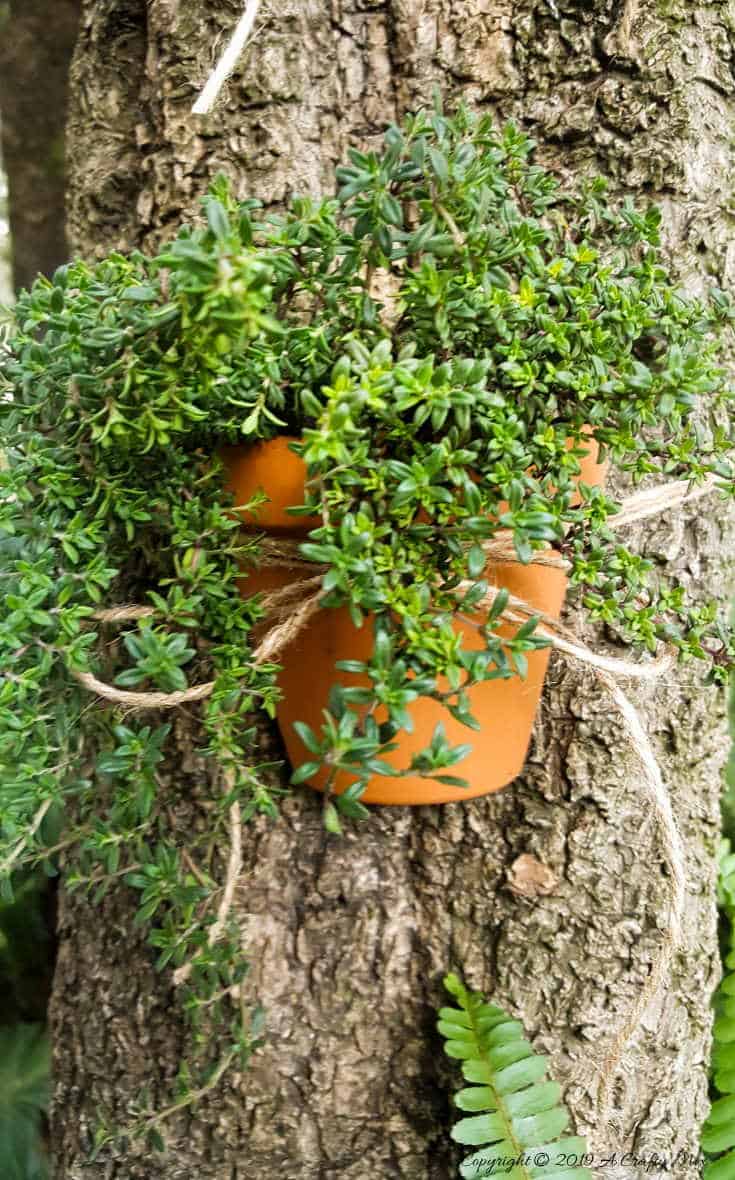A close up of this stunning terracotta planter. They look so cool tied to the tree like that #terracottapots #treeplanters #easycrafts #planterideas #terracottaplanters #acraftymix