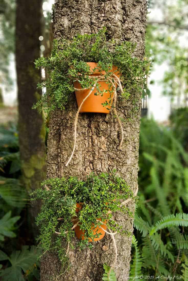 Beautiful terracotta tree planter add so much interesting to the garden. Love this easy to follow tutorial. #terracottapots #treeplanters #easycrafts #planterideas #terracottaplanters #acraftymix