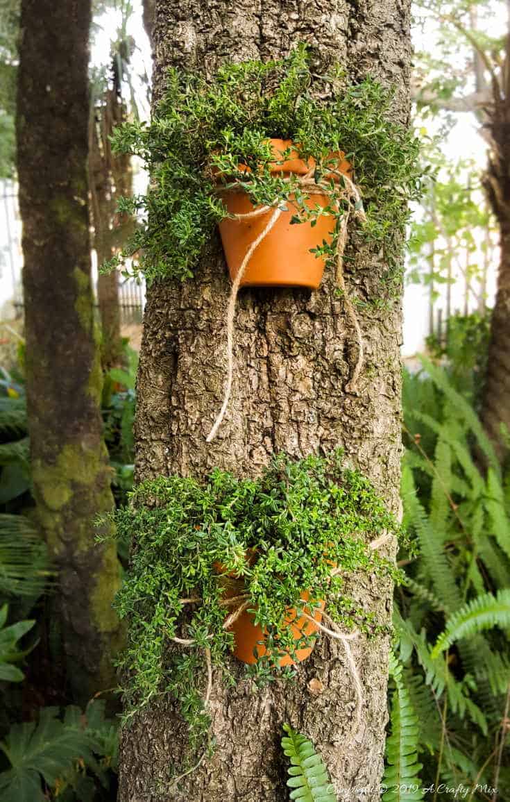 Tie the "broken" terracotta post to a tree for a unique little planter #terracottapots #treeplanters #easycrafts #planterideas #terracottaplanters #acraftymix