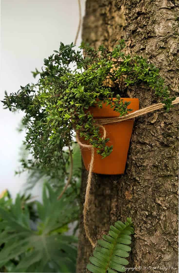 A side view of the terracotta pots tied to a tree. #terracottapots #treeplanters #easycrafts #planterideas #terracottaplanters #acraftymix