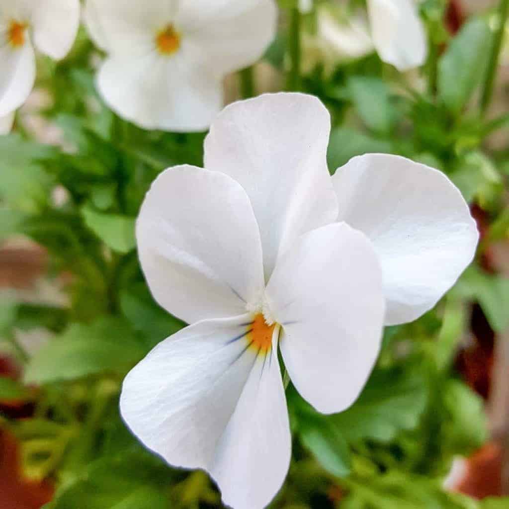 I love pansies. They're such happy little flowers and always remind me of Spring. #tincan #recycle #repurpose #tincanrecycle #tincanplanter #acraftymix #creativetincanprojects #uniquetincanDIY