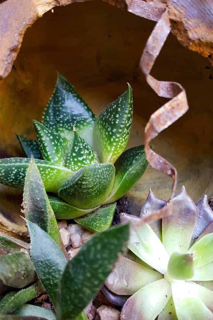Add a few tendrils cut from the ceiling tile to the stained concrete planter #concreteplanter #concretepumpkin #stainedconcrete #concreteDIY #acraftymix #howtotutorial #succulentplanter #cementplanter