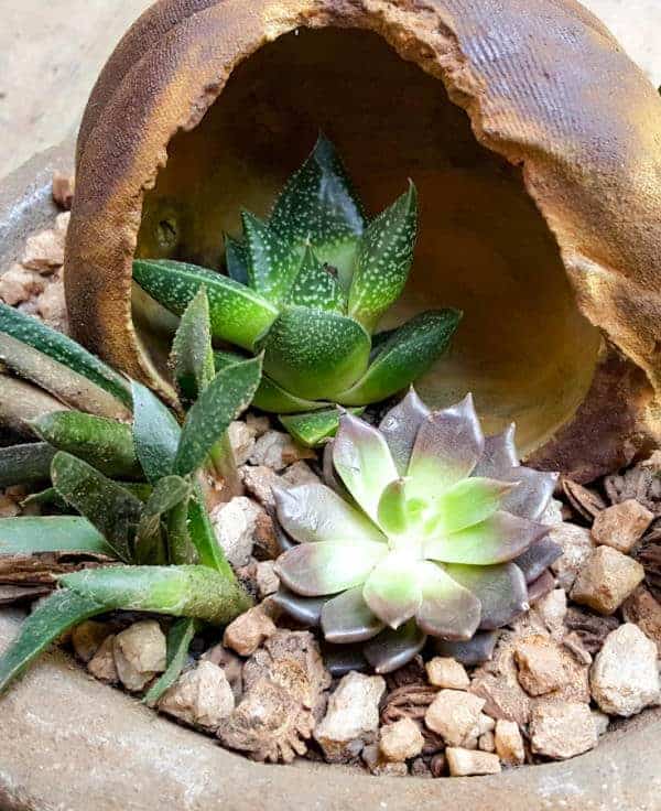 Plant the succulents in and around the stained concrete planter #concreteplanter #concretepumpkin #stainedconcrete #concreteDIY #acraftymix #howtotutorial #succulentplanter #cementplanter