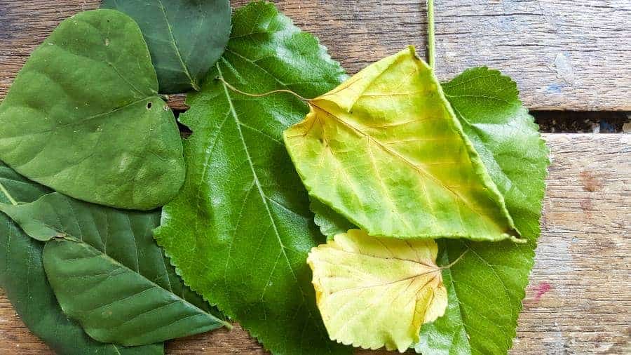 A collection of leaves used to make the bowls #FairyBowls #FairyDIYCrafts #ACraftyMix #FairyGardens #FairyCRafts #WhimsicalFairyCrafts #SimpleFairyCrafts