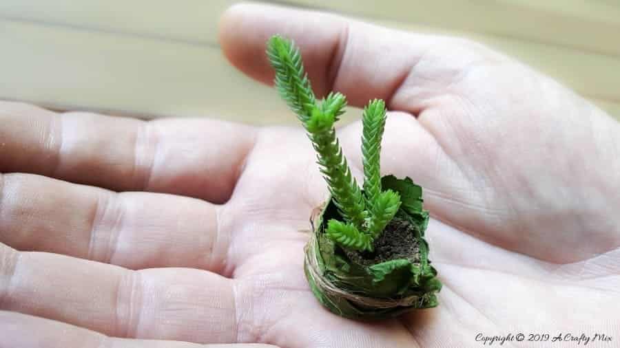 These whimsical fairy leaf bowls are so easy to make. They&rsquo;re perfect for adding that a fun d&eacute;cor element to a fairy garden or dolls house. #FairyBowls #FairyDIYCrafts #ACraftyMix #FairyGardens #FairyCRafts #WhimsicalFairyCrafts #SimpleFairyCrafts