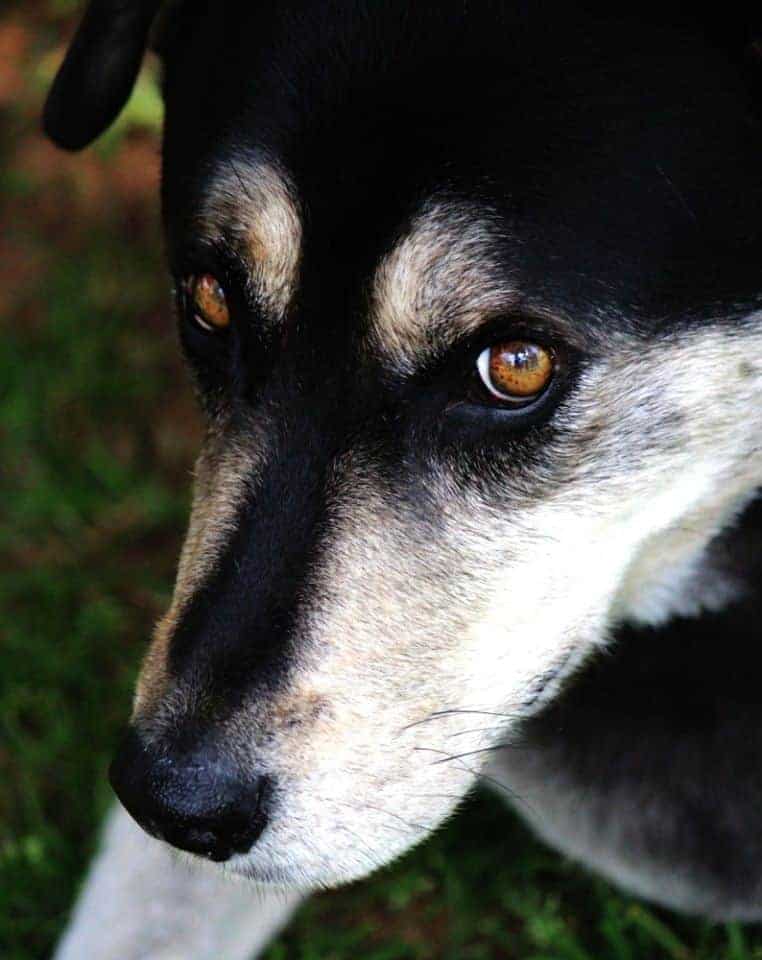 Our beautiful Kayla who sadly crossed over the rainbow bridge on the 9th of February. You will always be missed
