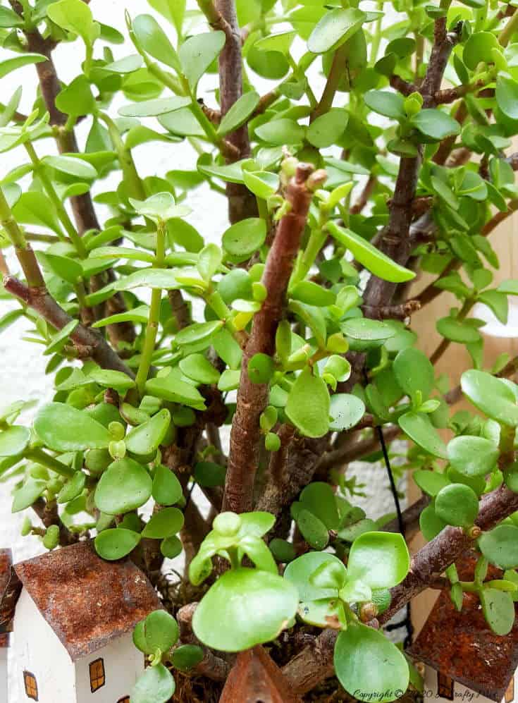Take your moss balls to the next level with this cute kokedama fairy village. Easy to make and customize. #EcoFriendly #Kokedama #FairyVillage #ACraftyMix #EasyGardenCraft #MossBalls #SpekBoom #kokedamaIdeas #StringGarden #IndoorPlants