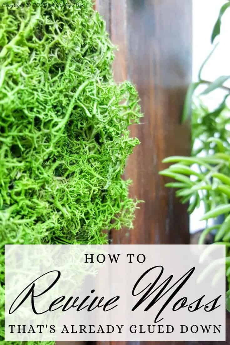 We love using moss in our craft projects, but unfortunately it dries and fades over time leaving your project looking bleh. Here’s an easy way to revive moss for craft projects and get it to look fresh and bouncy again. #tipsandtricks #freshenmoss #acraftymix #revivemoss #crafttutorial